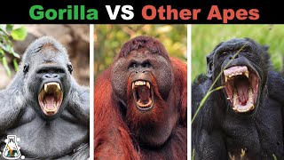 How Powerful are Gorillas Compared to Other Apes [upl. by Marijn]