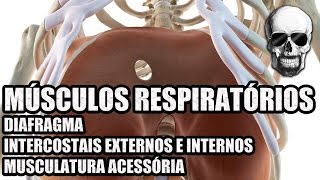 Vídeo Aula 140  Anatomia Humana  Sistema Respiratório  Diafragma e Músculos Intercostais [upl. by Applegate]