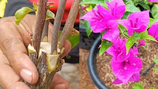 Unique method  How to graft bougainvillea 4 easy steps [upl. by Anitsirc]