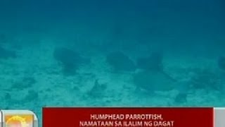 UB Humphead Parrotfish namataan sa ilalim ng dagat sa Bohol [upl. by Onavlis]