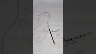 Paramecium Drawing 🦠  shorts ytshorts paramecium virl [upl. by Sugihara]