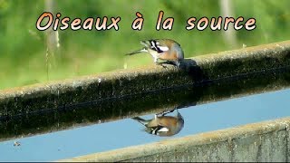 OISEAUX qui boivent à la source [upl. by Kifar387]