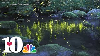 Synchronous fireflies event returns to the Great Smoky Mountains National Park in early June [upl. by Ecnerrat192]