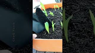 How to Grow Sweet Corn From Seed at Home 🌽 plants farming shorts satisfying [upl. by Millard195]