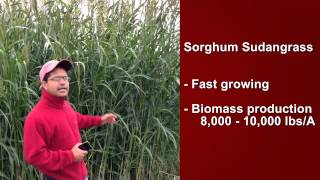 Sorghum Sudangrass [upl. by Nuawad]