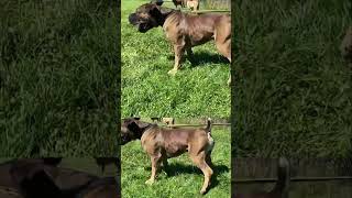 Boerboel Barks Before Bite Protection Training boerboels [upl. by Averell]