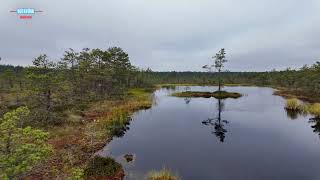 ESTONYADA KUZEY ORMANLARINA GİRDİK SIRADIŞI WE ENTERED THE NORTH FORESTS IN ESTONIA MAGNIFICENT [upl. by Sower]