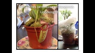 My new nepenthes ventricosa x talangensis arrived  unboxing [upl. by Lynnette803]