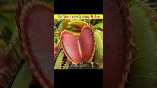 Venus Flytrap Plant facts [upl. by Low288]