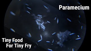 How To Culture Paramecium For Fish Fry Reliable Infusoria [upl. by Azar]