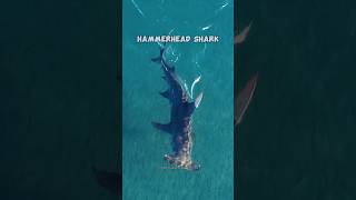 Hammerhead sharkanimals shots facts scinece [upl. by Erdnaid408]