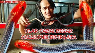 ULAR CABAI BESAR  CALLIOPHIS BIVIRGATA [upl. by Ehcor]