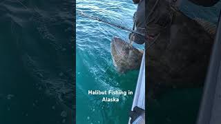 Halibut fishing Alaska alaska fishing halibut ￼ [upl. by Reerg]