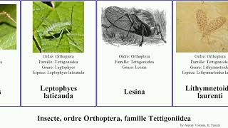 Insecte ordre Orthoptera famille Tettigoniidea decticelle des conocephalus fragile simplex [upl. by Holms]