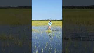 walking in the marsh catching a red fishshortsfishingmarshMarshfishing [upl. by Siednarb]