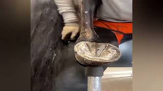 Horse Hoof Trimming and RESTORATION [upl. by Imef]