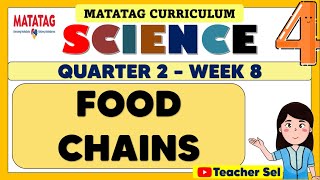 SCIENCE 4 QUARTER 2 WEEK 8 MATATAG  FOOD CHAINS [upl. by Eelrahc394]