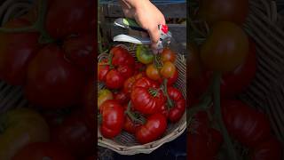 Beefsteak tomatoes garden gardenharvest tomato shorts asmr gardening [upl. by Anitsenre439]