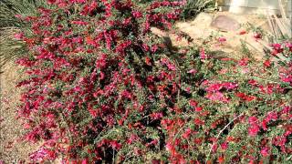 Eremophila maculata [upl. by Aihsas647]