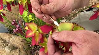 How to Cross Pollinate Pitcher Plants 🌱🌺 Sarracenia Hybridization [upl. by Aihsein]