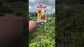 Fungisida 3 bahan aktif basmi penyakit tanaman cabe [upl. by Enenaj]