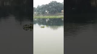 Mayapur ar jalangi nadir oparub drissho shortvideo vairalvideo riverview mayapur [upl. by Wera871]