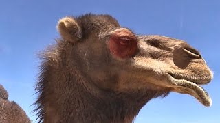 What an angry camel sounds like And how they kill VLOG جمل غاضب [upl. by Dorena537]