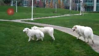 Great Pyrenees Calif ChristmasMP4 [upl. by Reemas]