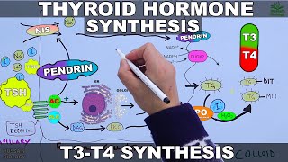 Thyroid Hormone Synthesis  T3  T4 [upl. by Seve]