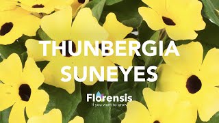 Florensis  Thunbergia SunEyes [upl. by Ahsaz]