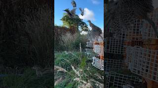 Releasing pheasants into the pen more info to come in a video soon keep an eye out gameshooting [upl. by Anim983]