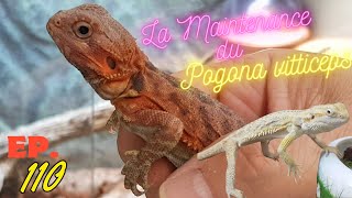 Ep110  Le Maintien du Pogona vitticeps Bearded Dragon Care [upl. by Idalia79]