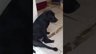 Katai jahar doglover dog comedyvideos shorts [upl. by Erikson]