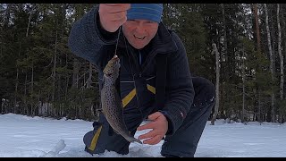 Isfiske etter abbor og ørret i skogen [upl. by Adyl]