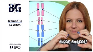 La MITOSI  divisione equazionale del nucleo nelle cellule eucariotiche [upl. by Salbu]
