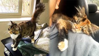 Stray Kitten Sneaks Into An Apartment To Adopt Man Living There [upl. by Obara648]