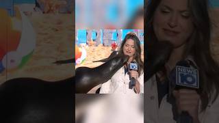 Sea lions give wet kisses😘 shorts reporter kiss funny live live reporting trending sea lions [upl. by Veradia962]