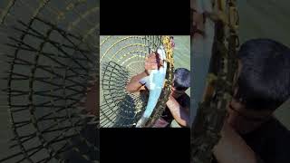 Best Amazing Big Fishing shorts viral shortsvideo fish fishingvideo funny tranding youtubesh [upl. by Neraj547]