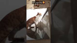 Rope amp cat 🥰 catshorts viral trending cute [upl. by Ailenroc]