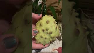 How To Tell When Your Cherimoya Fruit Is Ripe And Ready To Eat satisfying fruits shorts [upl. by Aimac]