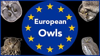 European Owls  Sounds [upl. by Ahsemac]