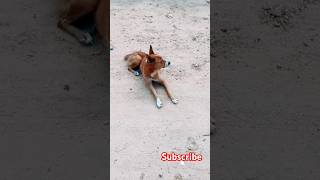 tamilquotes tamilmotivation  trending YouTubeshort viral dog short  motivation [upl. by Coleman878]