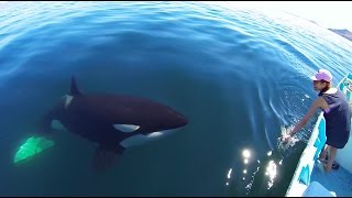 Unique Orca encounter in the Sea of CortezBahia de los Angeles Mexico [upl. by Rudolfo]