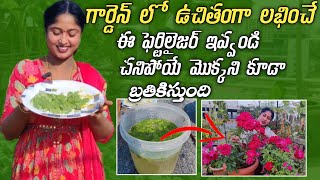 Plant Root Tonic  చనిపోయే మొక్కని బ్రతికిస్తుంది  No Cost  refreshment tonic in Summer 🌞 [upl. by Adnocahs]