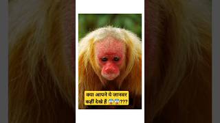 The Red Uakari Monkey 😱😱  shorts shortsvideo facts [upl. by Naleek]