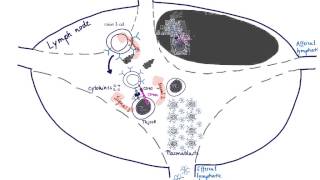 Brandls Basics B cell activation maturation and differentiation [upl. by Yrellih]