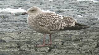 Herring Gull Larus argentatus Maasvlakte ZH the Netherlands 22 Nov 2024 92 [upl. by Puduns]