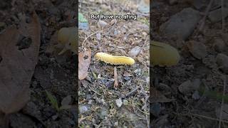 Elm Sawfly Nate found this caterpillar just off the path while camping [upl. by Undry]