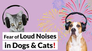 Desensitize Your Pet to LOUD NOISES ThunderFireworksGunshots [upl. by Notreb]