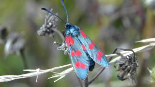 Sechsfleck Widderchen Zygaena filipendulae [upl. by Aileen291]